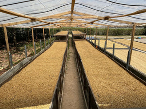 Patios de secado de café en honduras en la finca la bendición 