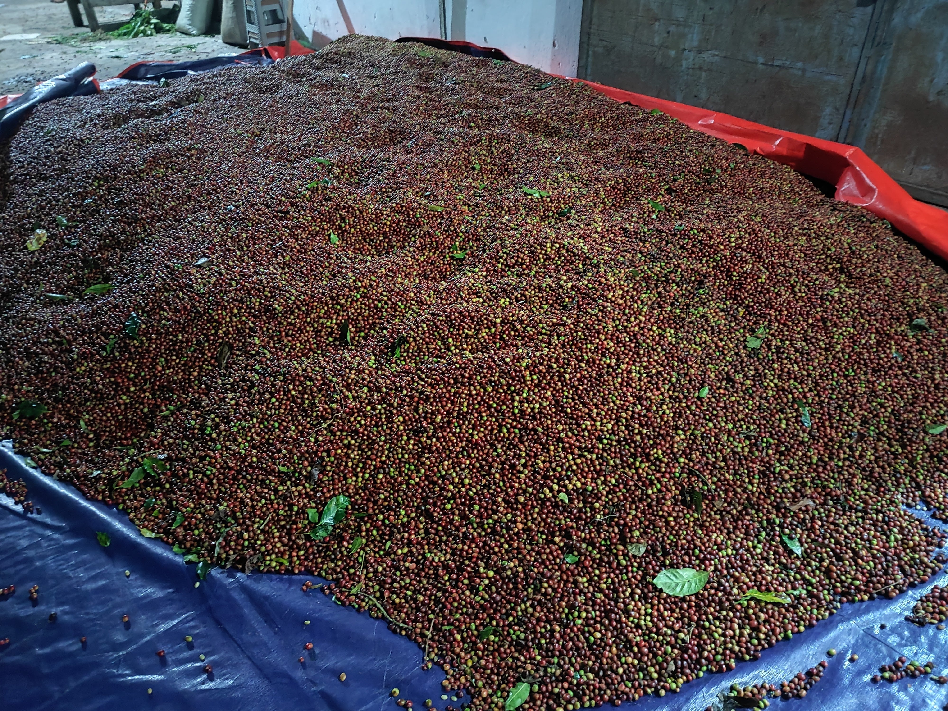 Cerezas de café recién recogidas, listas para ser procesadas y clasificadas en Indonesia, finca ijen 