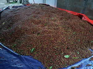 Cerezas de café recién recogidas, listas para ser procesadas y clasificadas en Indonesia, finca ijen 