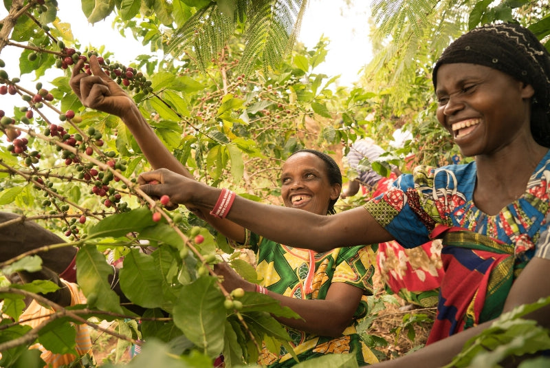 Mujeres de Ruanda, recogiendo las cerezas de café maduras en Musaza 