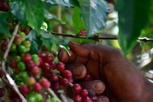 Agricultor etíope recogiendo cerezas de café en Etiopía, en Chelbesa  