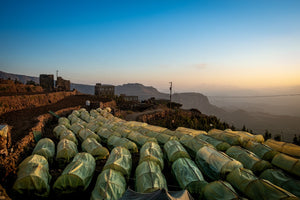 Cerezas de café secándose en Yemen en bait alal 