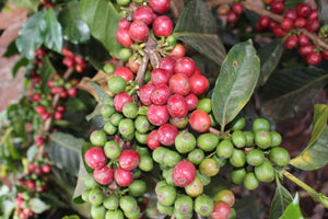 Cerezas de café en la finca gatugi en kenia 