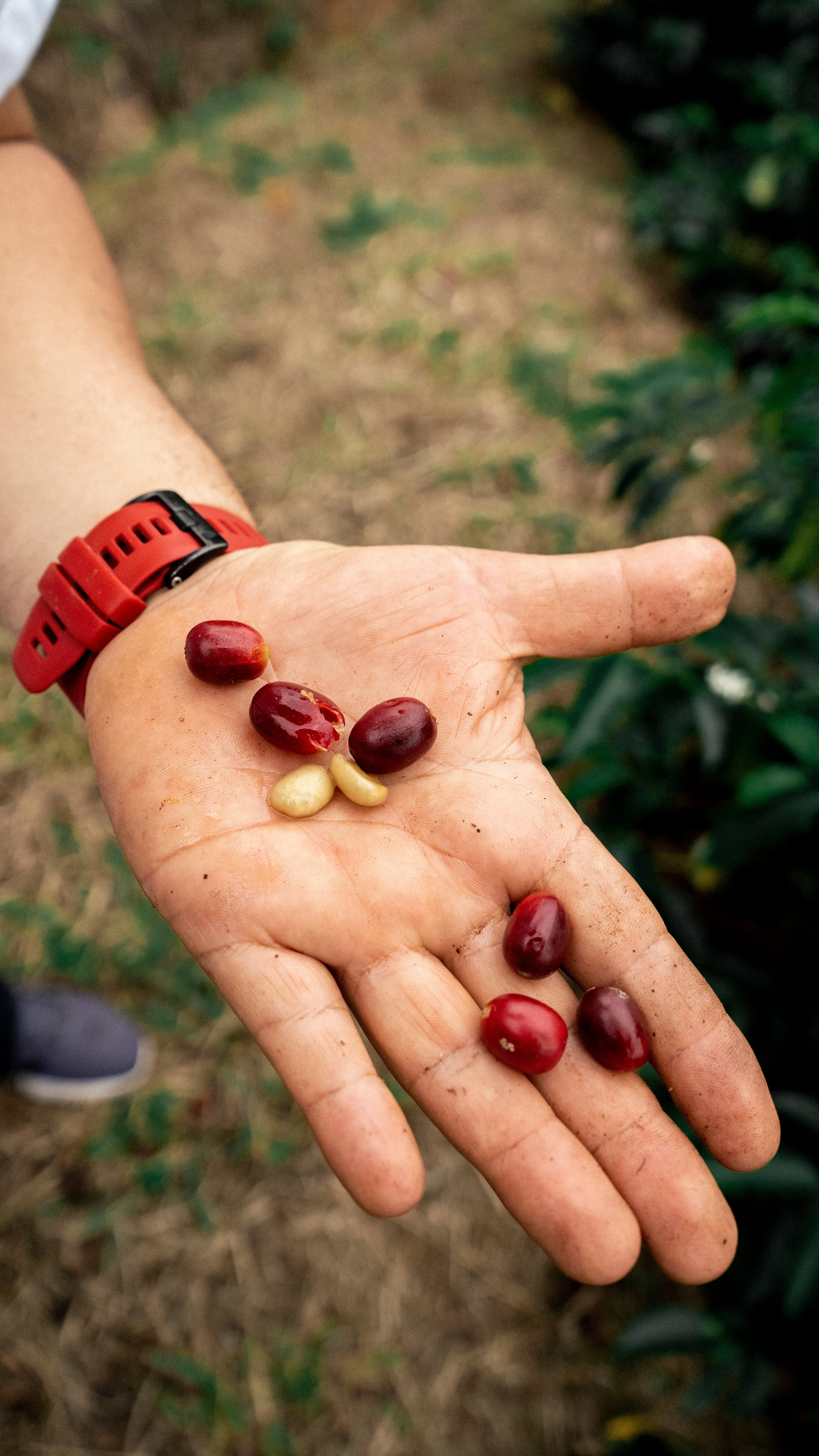 Wilder lazo enseñando las cerezas de café despulpadas 