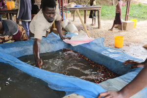 Agricultor de Burundi removiendo las cerezas de café 