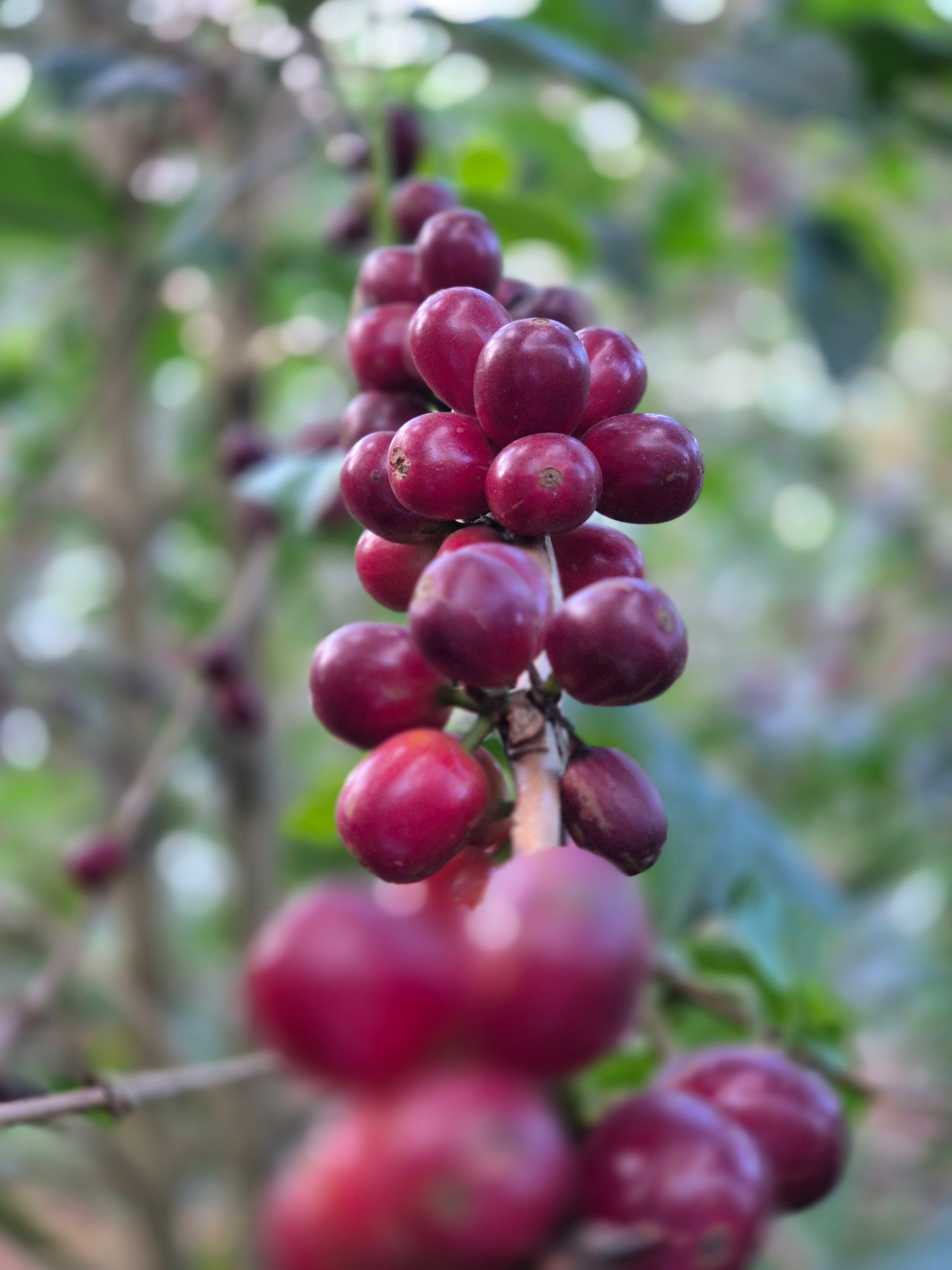 Cerezas de café rojas en El Salvador finca el retiro 
