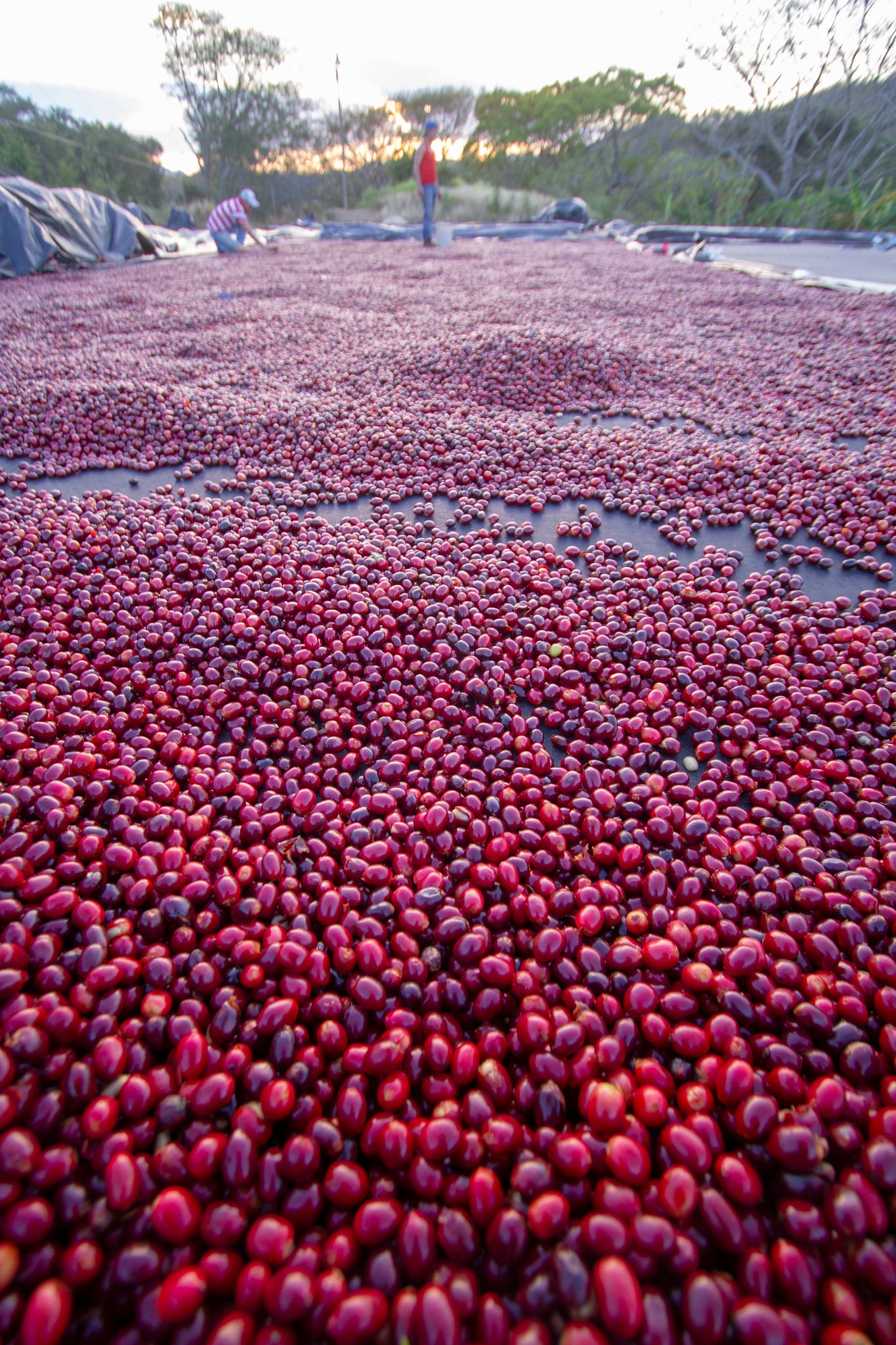 Cerezas de café secándose en finca bethania en Nicaragua 