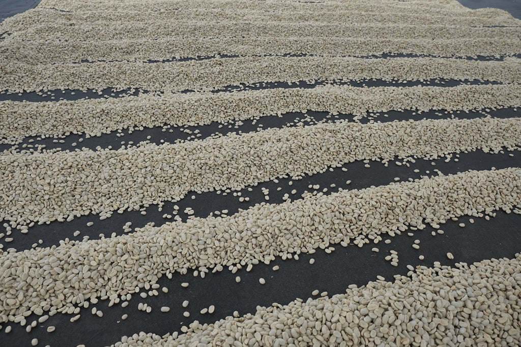 Granos de café en pergamino secándose en Nicaragua en la finca los papales en la región de Jinotega 