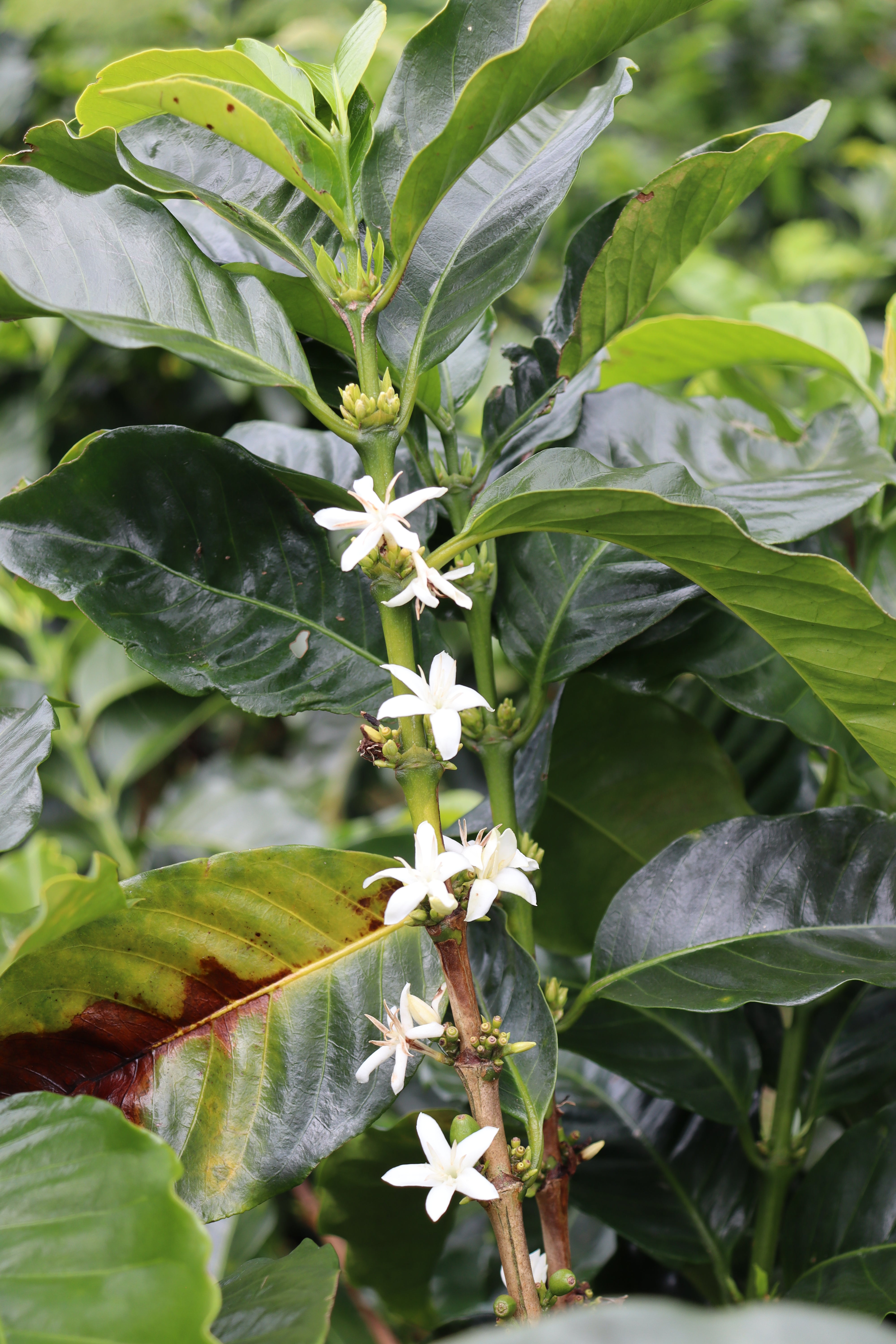 Flor del cafeto en Colombia, finca villa betulia 