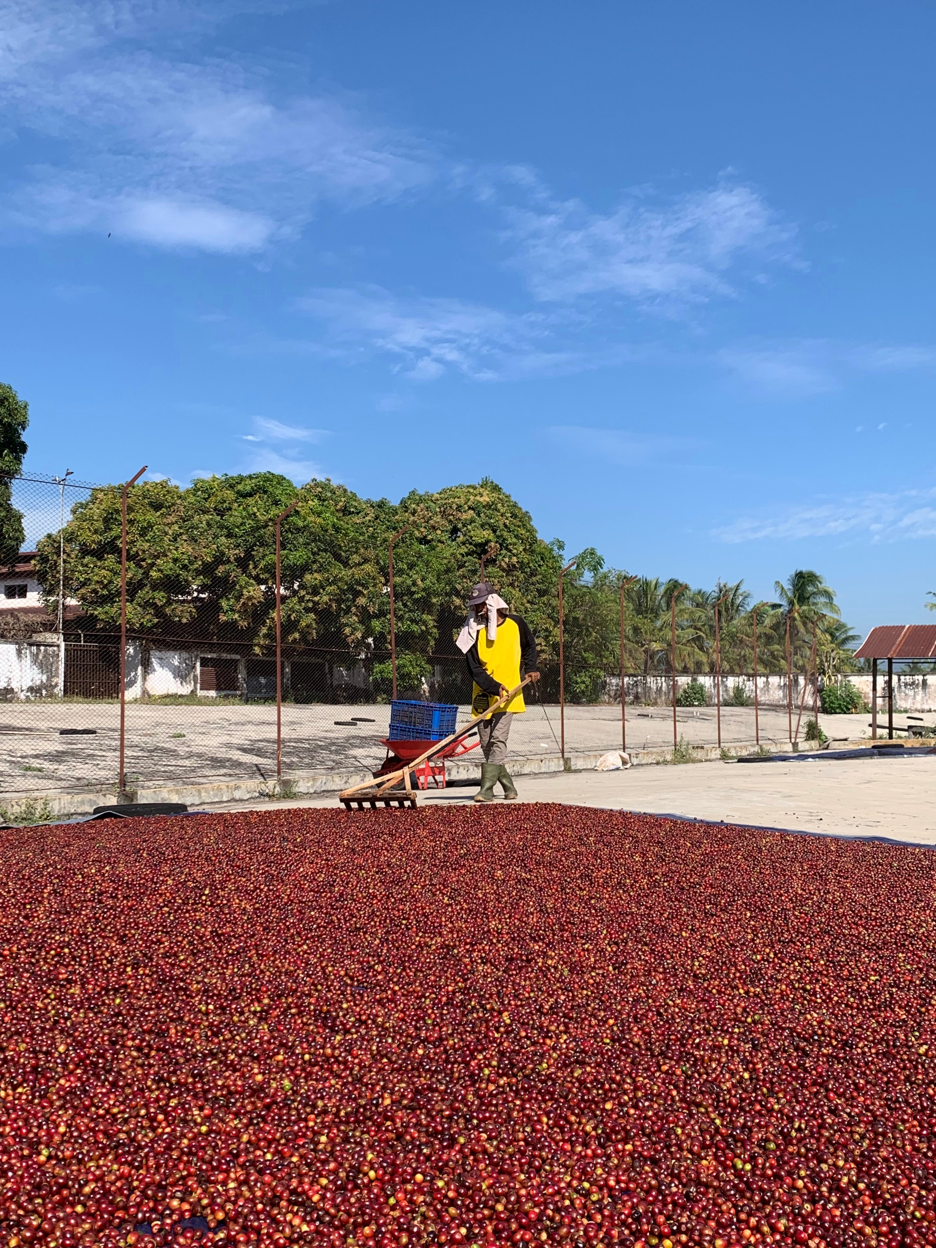 Agricultor de la finca ijen en Indonesia, removiendo las cerezas de café para una secado uniforme 