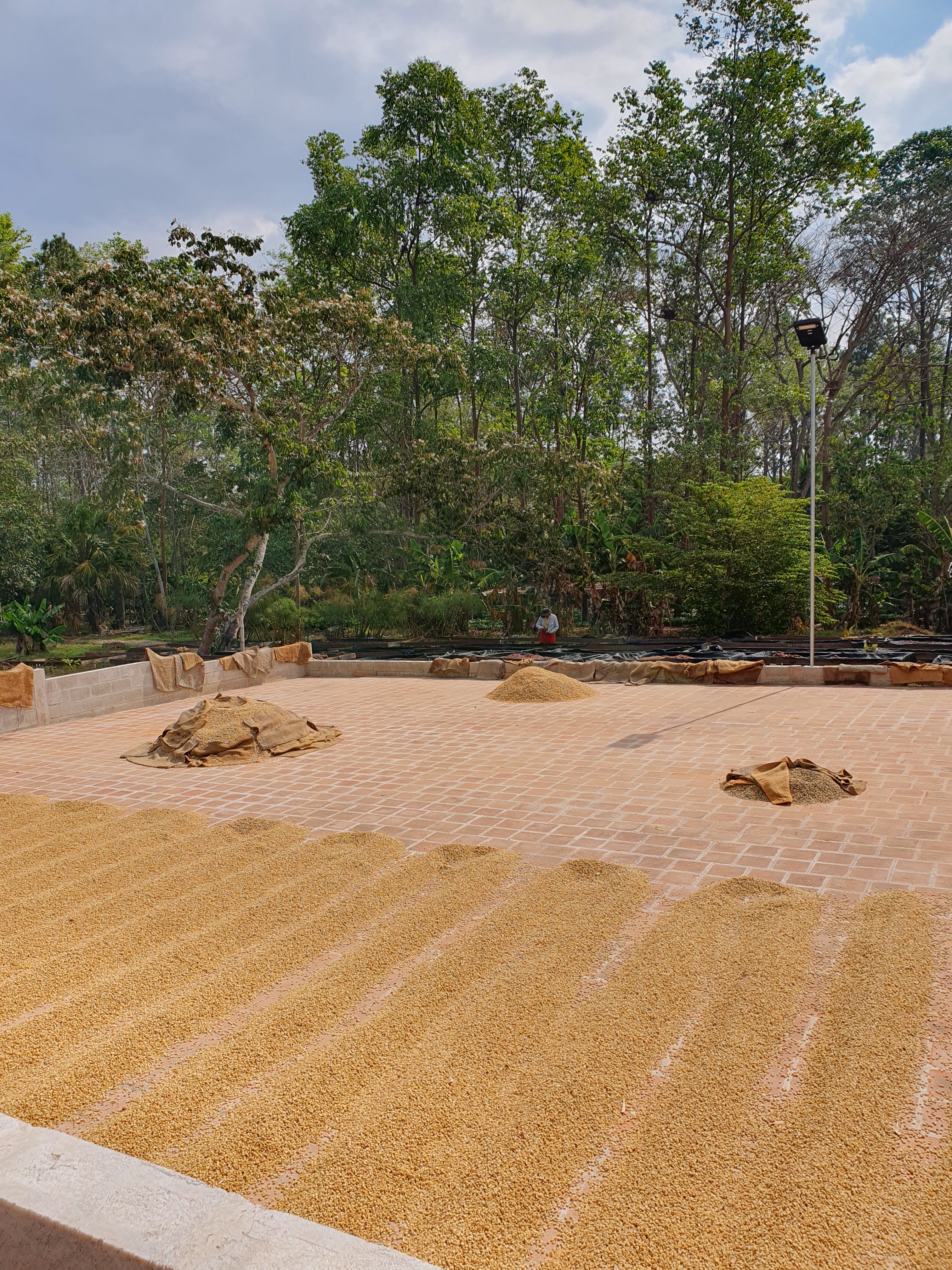 Granos de café secándose en patios de la finca de miravalles 