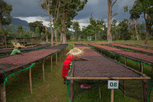Camas africanas para el secado de café en la estación de lavado Odaco en Etiopía 