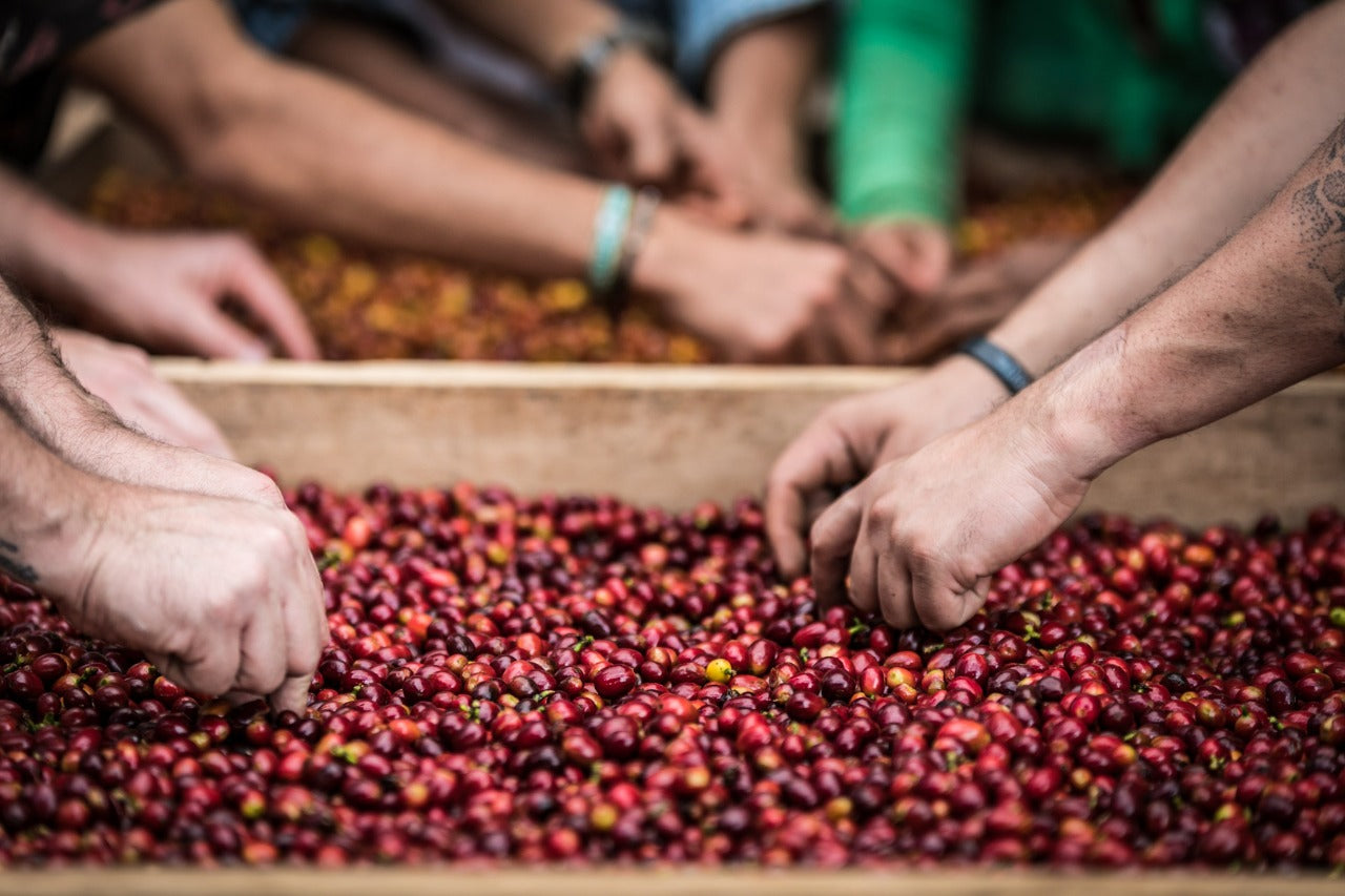Selección de cerezas de café en Colombia, finca el placer 