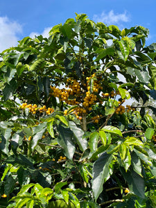 Cerezas de café en Costa Rica, varietal esperanza 