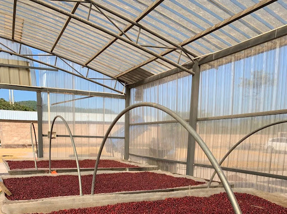 Cerezas de café secándose en la finca de café Yirong estate en China 