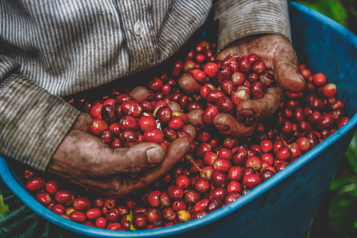 Agricultor colombiano enseñando cerezas de café recién seleccionadas en finca el paraíso en la región del Cauca 