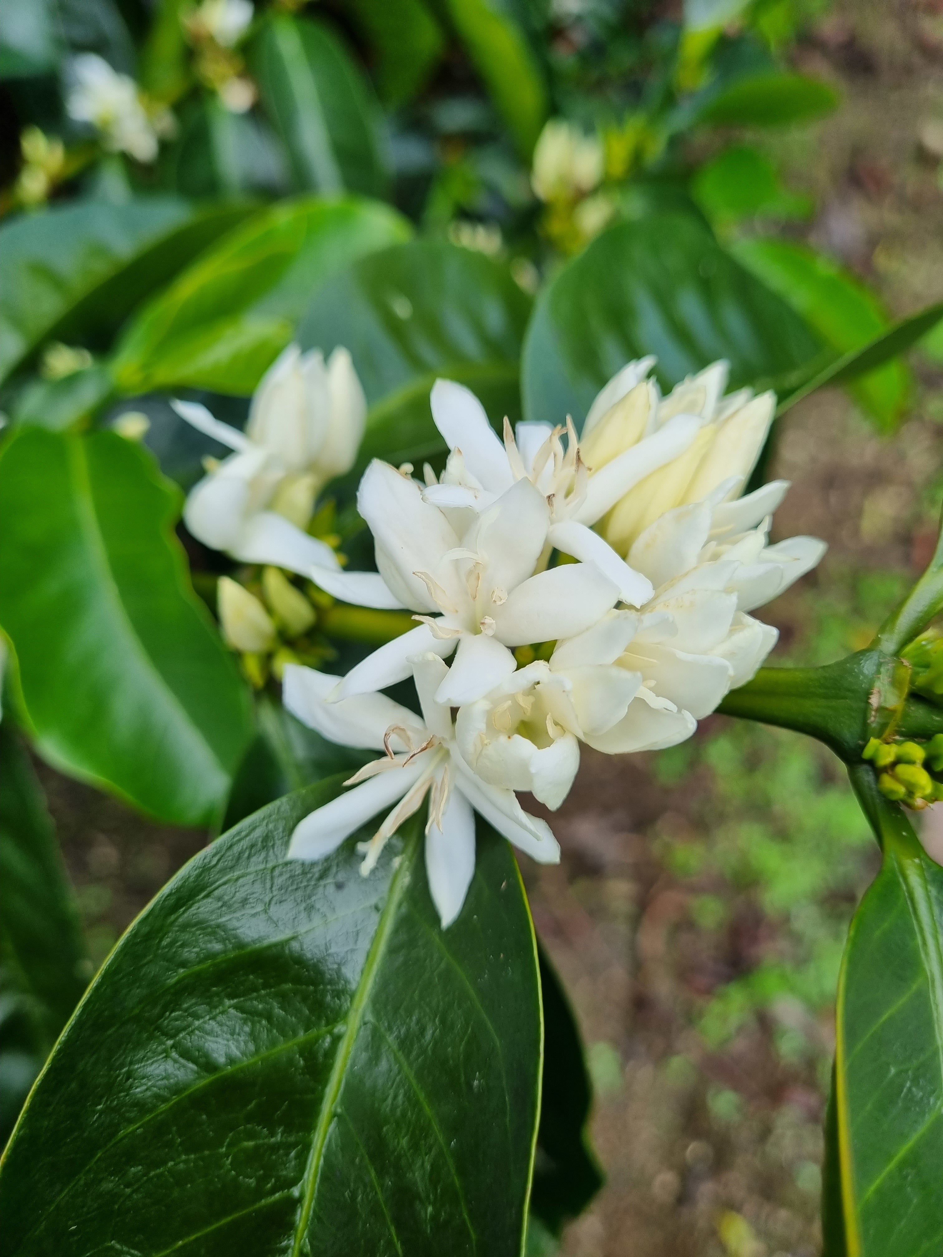 Flor del cafeto en la finca la conquista en peru 
