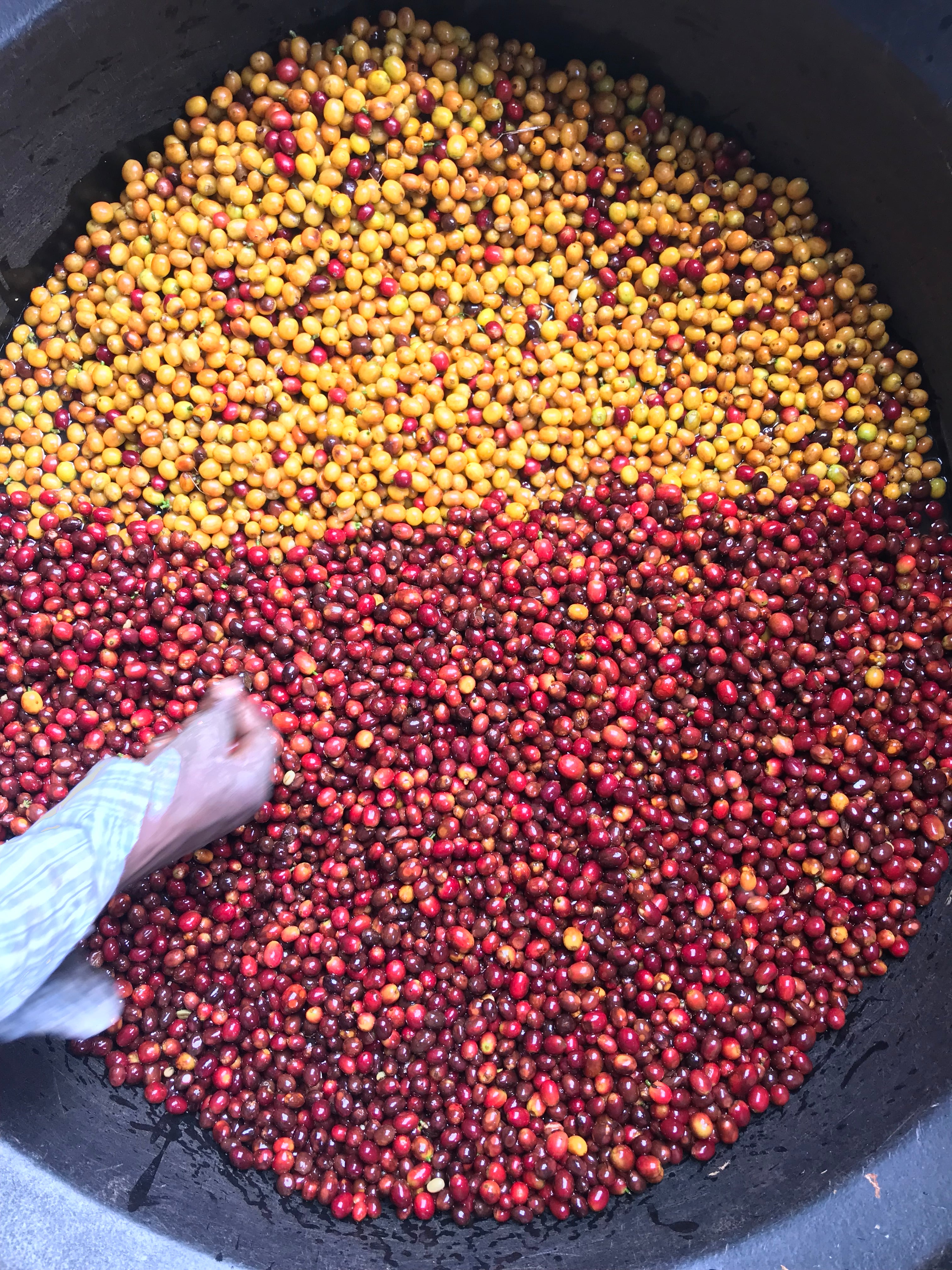 Cerezas de café amarillas y rojas recién recolectadas en Colombia, finca el placer 