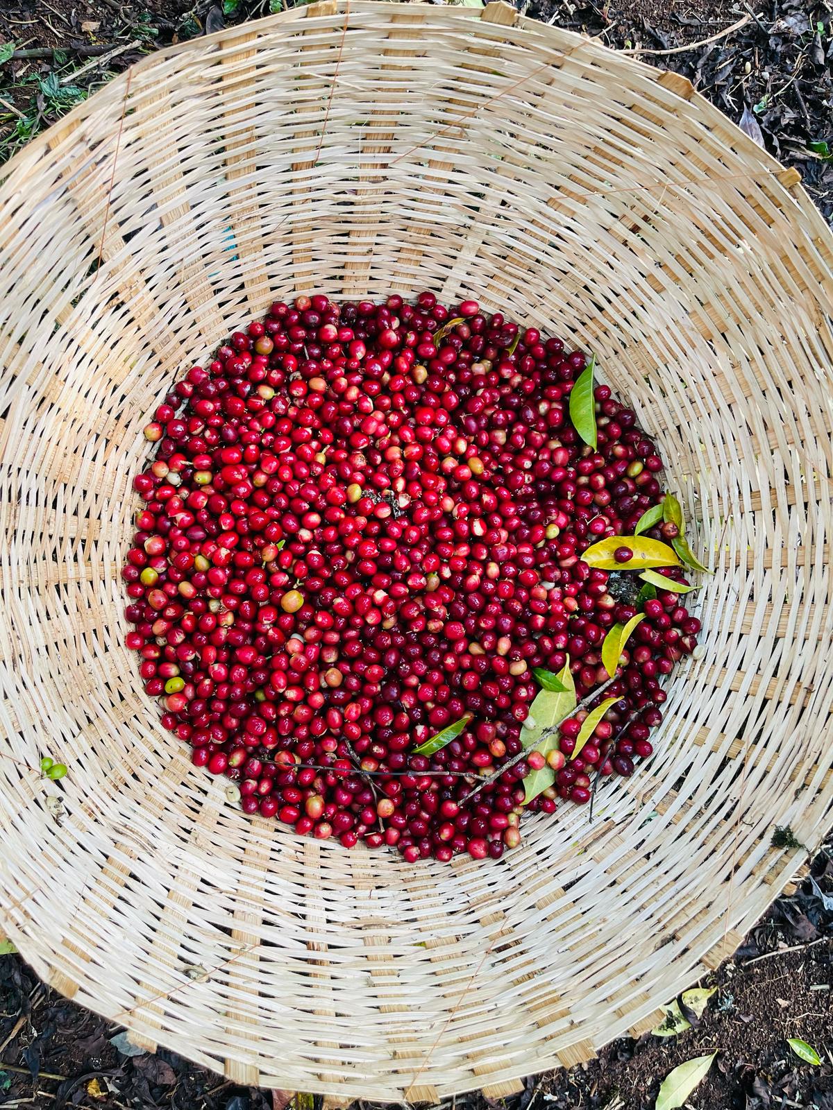 Canasto lleno de cerezas recién cosechadas en la finca verbo dogo en Etiopía en la región de guji 