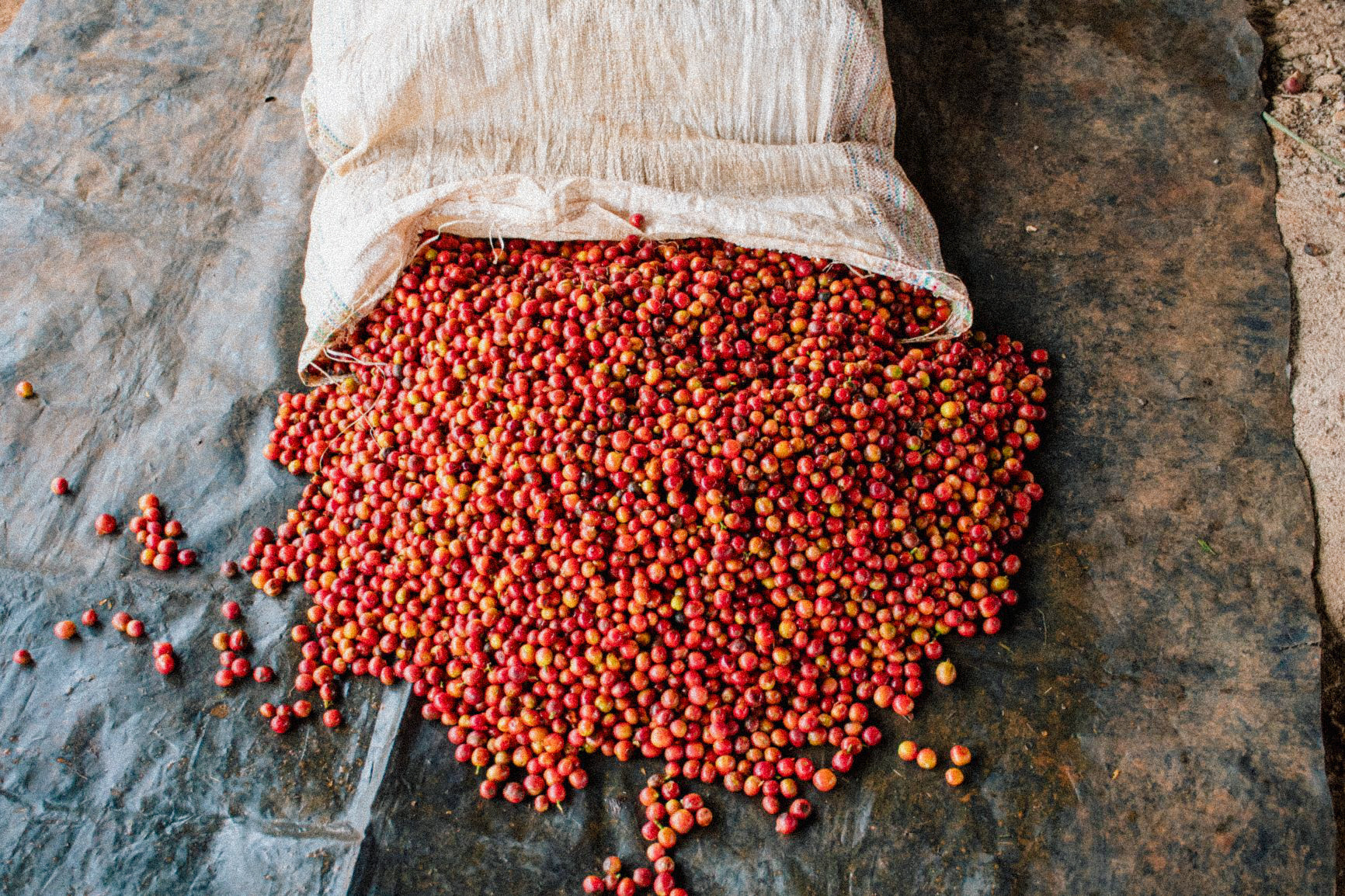 Cerezas de café recién cogidas en Kenia, finca gatugi 