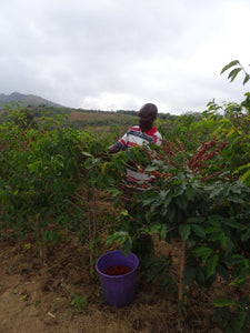 Agricultor de malawi seleccionando las cerezas maduras de su finca para ser procesadas 