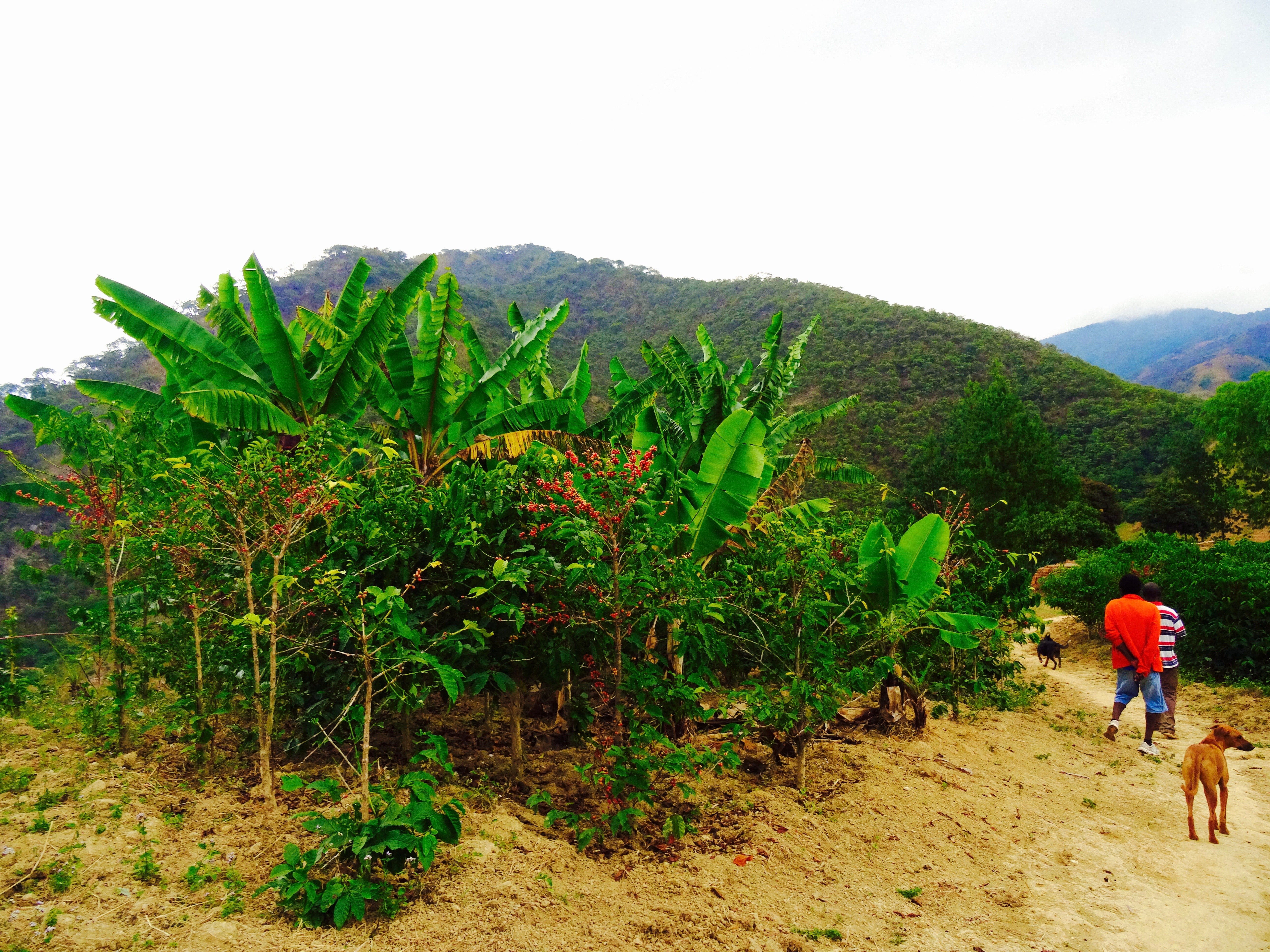 Plantación de café en malawi, finca phoka hills 