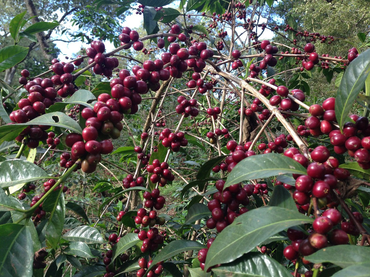 Cerezas de café listas para ser cosechadas en Etiopía en la región de jimma 