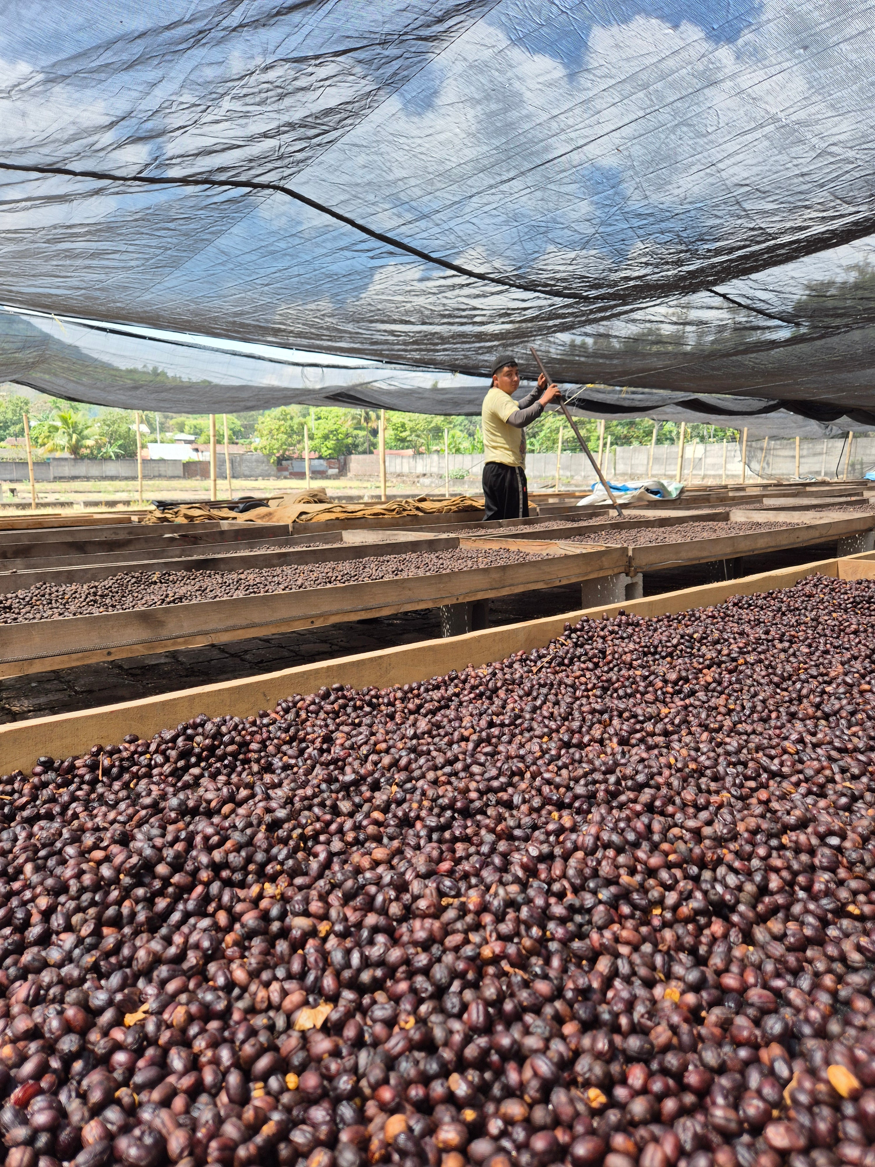 Cerezas de café secándose en camas africanas en El Salvador, finca la vega 