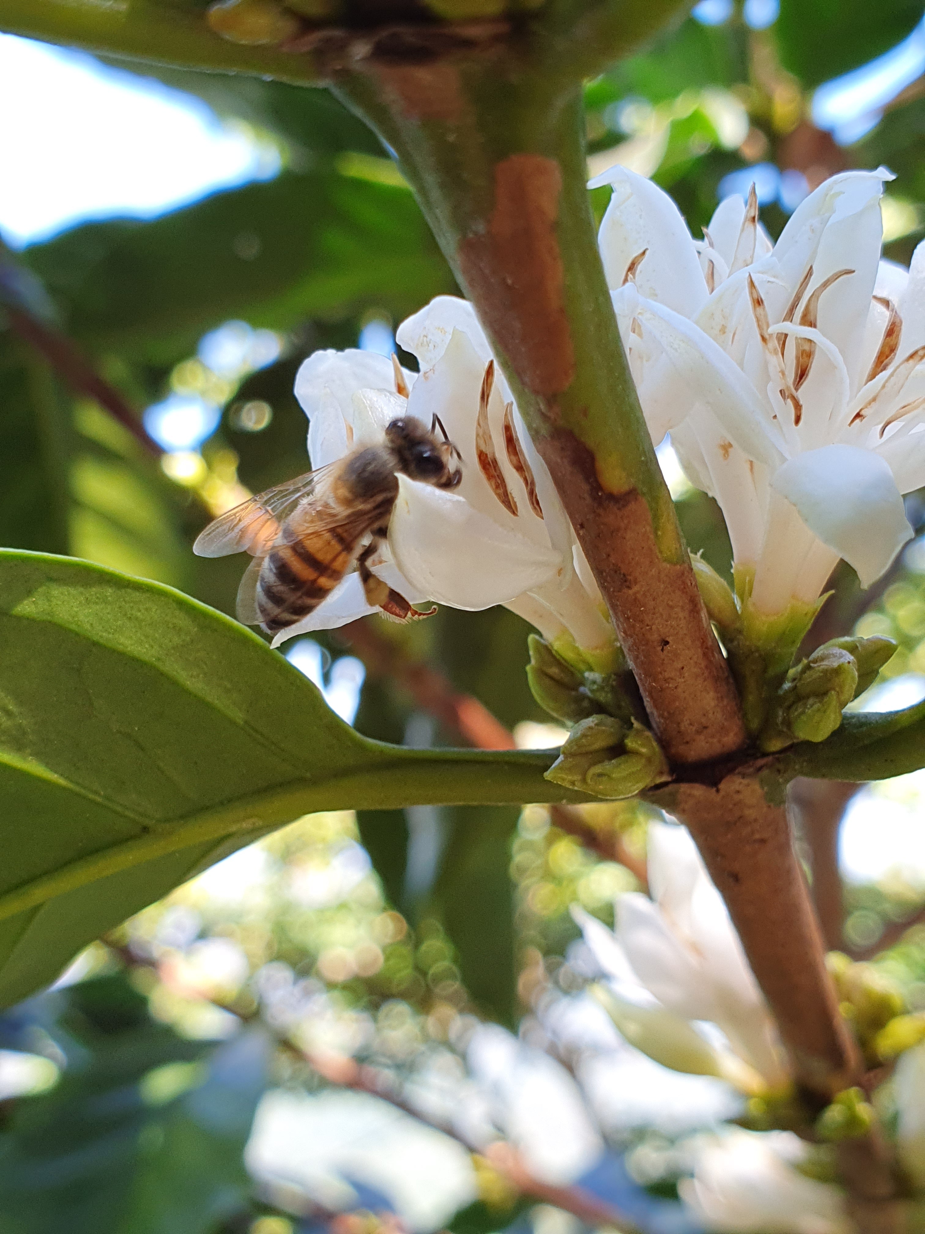 Flor de café junto a una abeja en El Salvador finca miravalles 