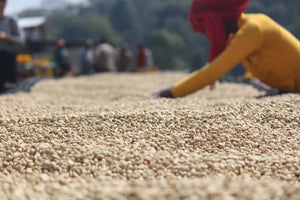 Mujer etíope seleccionado café en pergamino en Etiopía finca keramo 