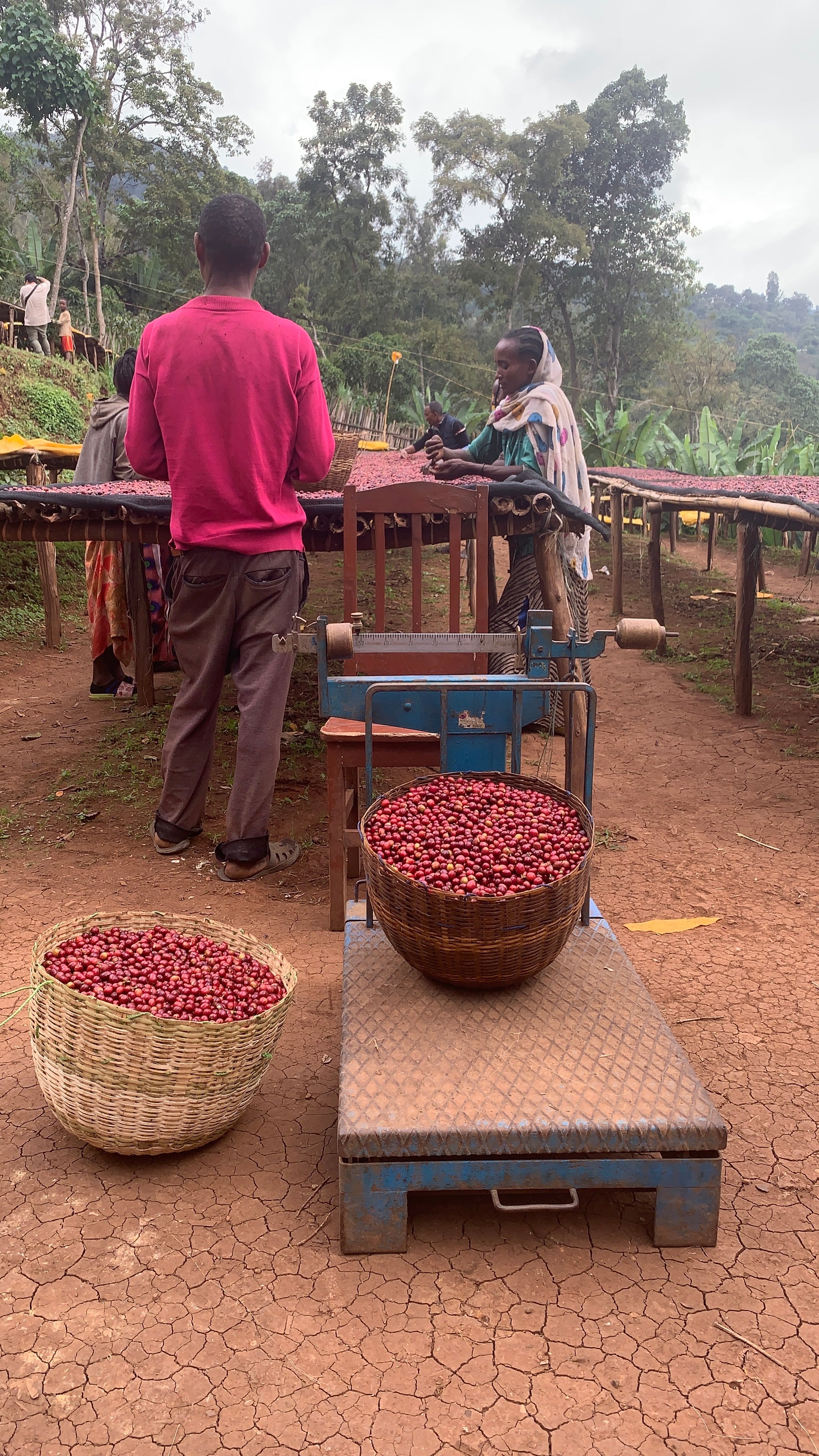 Estación de lavado murago en Etiopía, donde se ven los agricultores pesando  los canastos de las cerezas de café para la fase de secado en camas africanas 