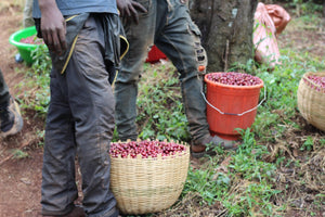 Agricultores etíopes entregando sus cerezas a la estación de lavado Etop e Etiopía, en la Región de jimma 