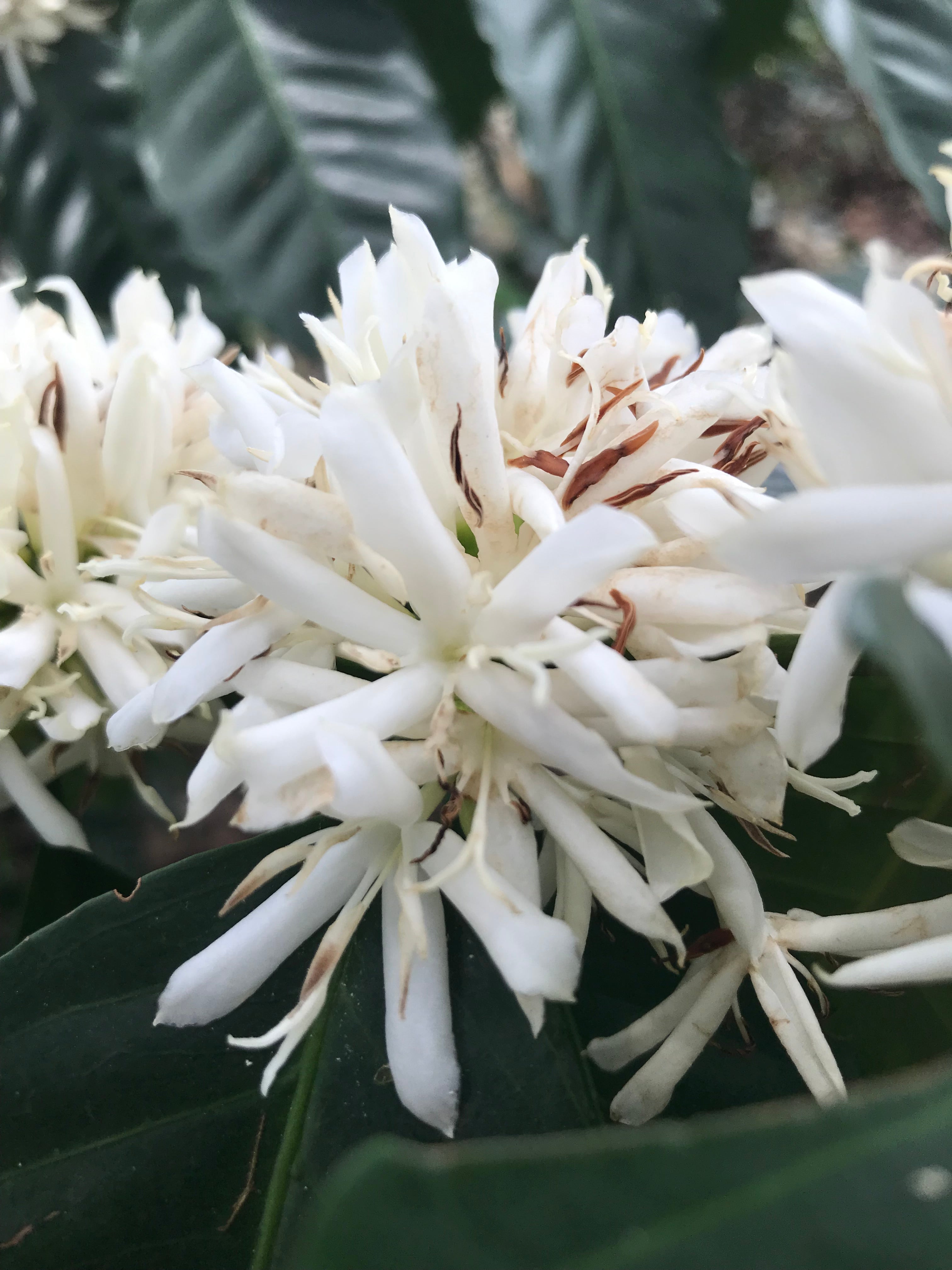 Flor de café en Colombia, finca el placer en la región de quindio 