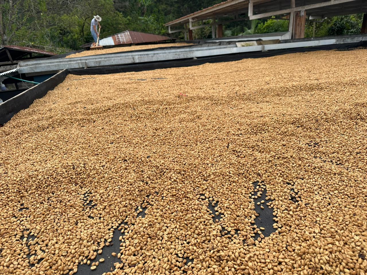 Cafe en pergamino secándose al sol hasta alcanzar el contenido de humedad óptimo para almacenarlo 