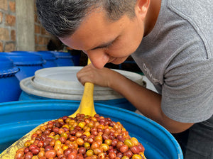Nestor lasso removiendo las cerezas de café en los tanques de fermentación en su finca el diviso en la región de pitalito en colombian