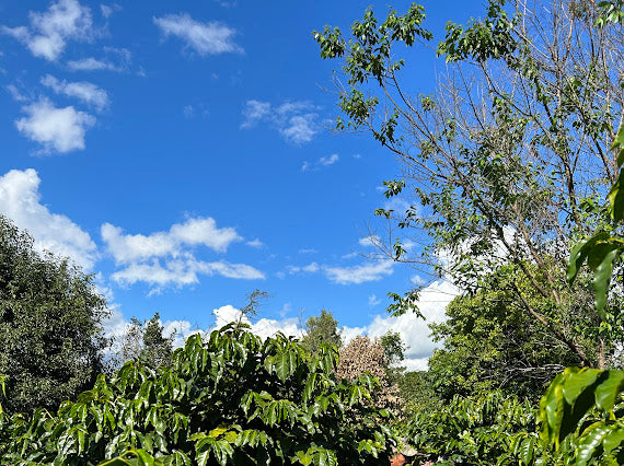 Plantaciones de café en China, finca Yirong estate 