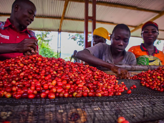Agricultores de Burundi seleccionando las mejores cerazas para procesarlas en la finca NYABIRABA HILL