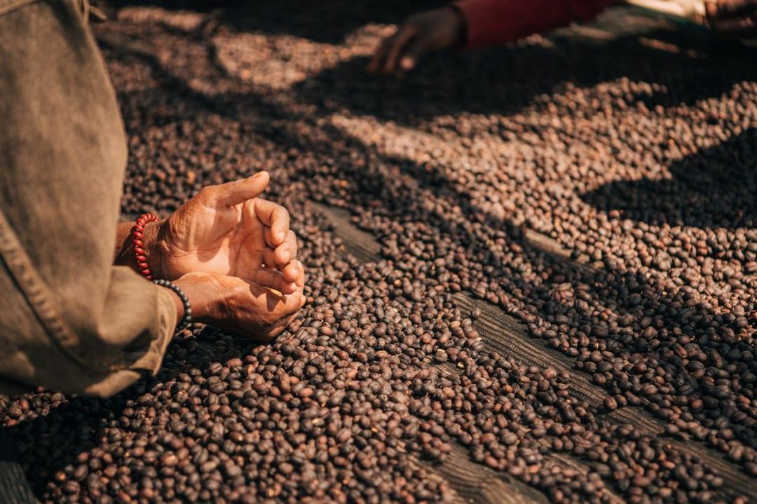 Cerezas secas en Etiopía, finca bench maji en la región de keffa 