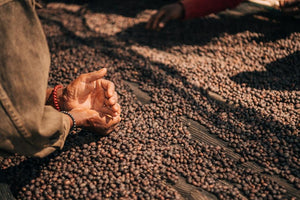 Cerezas secas en Etiopía, finca bench maji en la región de keffa 