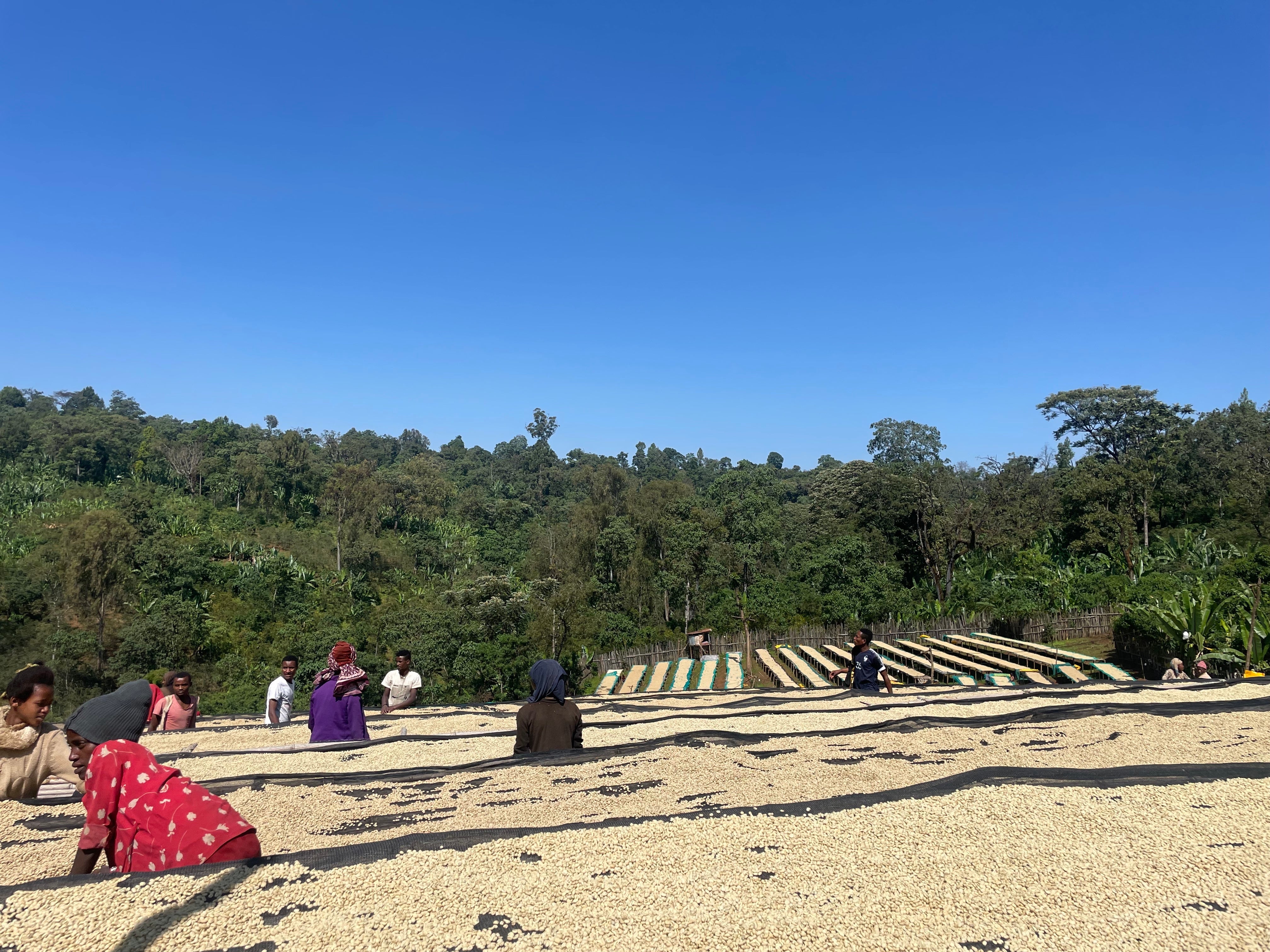 Camas africanas donde se secan los granos de café en la finca Samii danche en Etiopías, región de gedeo 