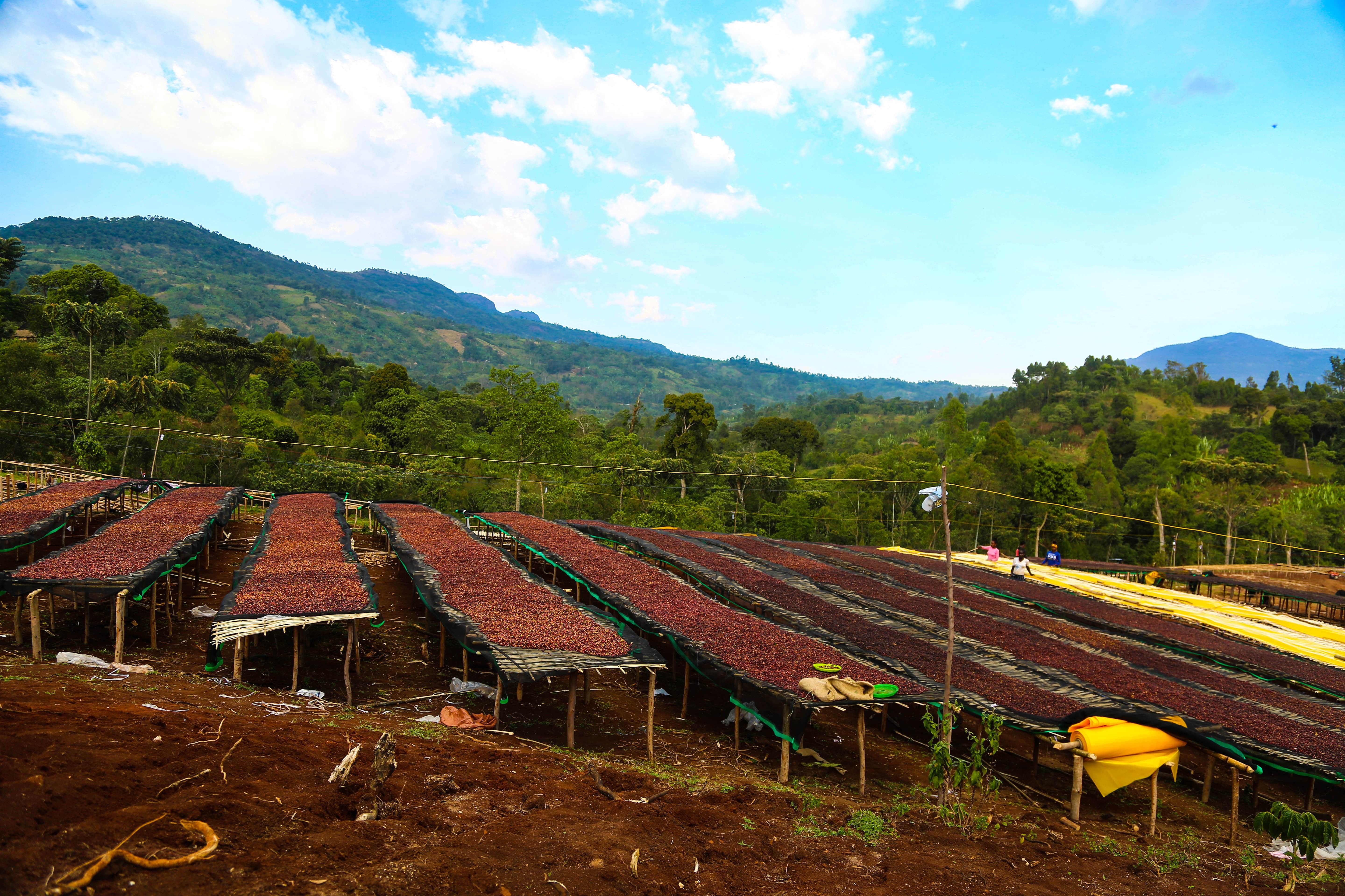 Cerezas de café secándose en camas africanas en Etiopías, finca buncho 