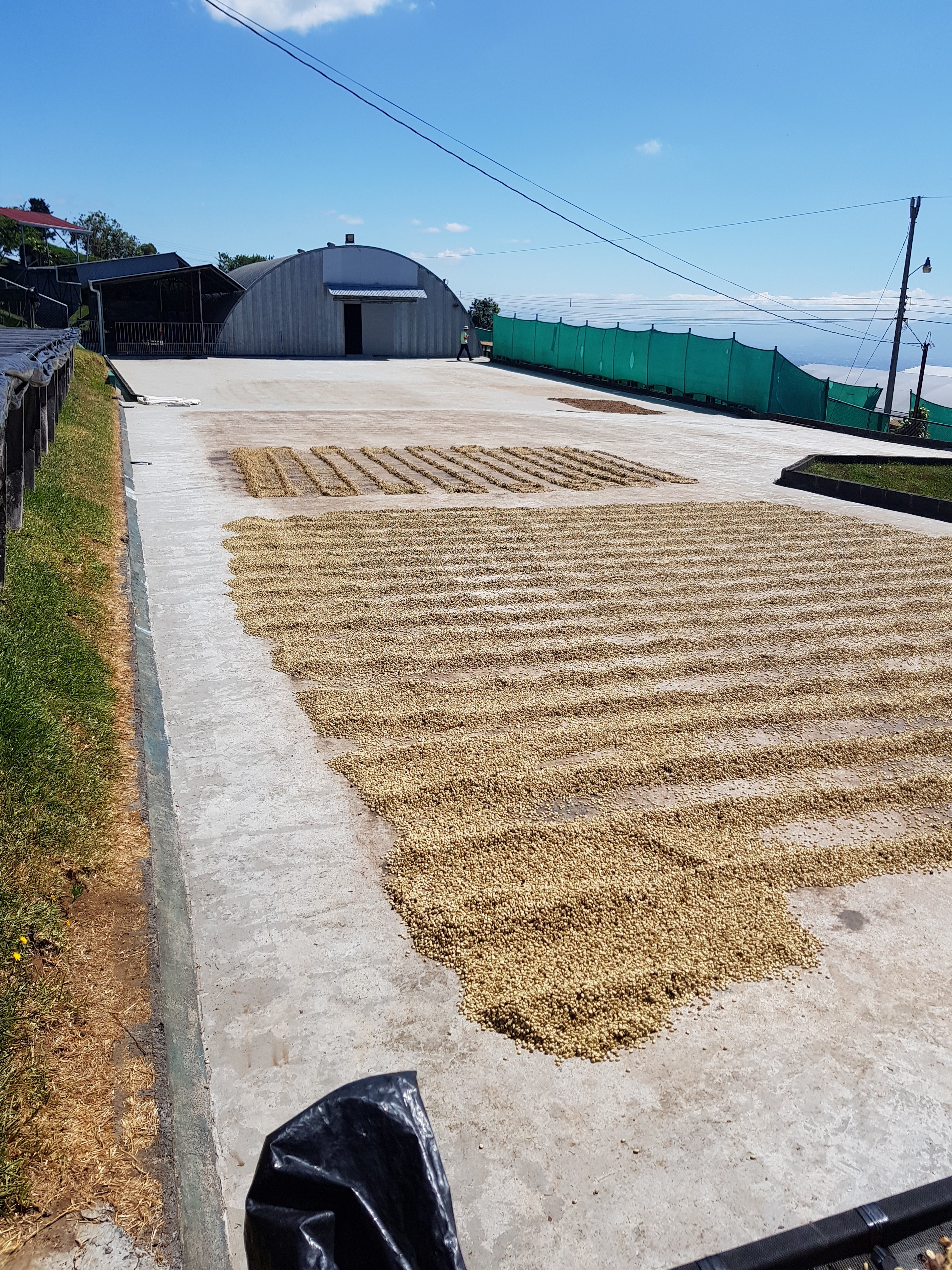 Granos de café secándose en Costa Rica, finca la Victoria 