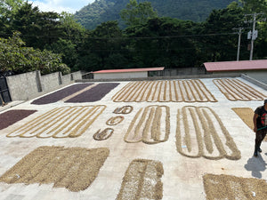 Patios de secado en El Salvador, finca los naranjos 