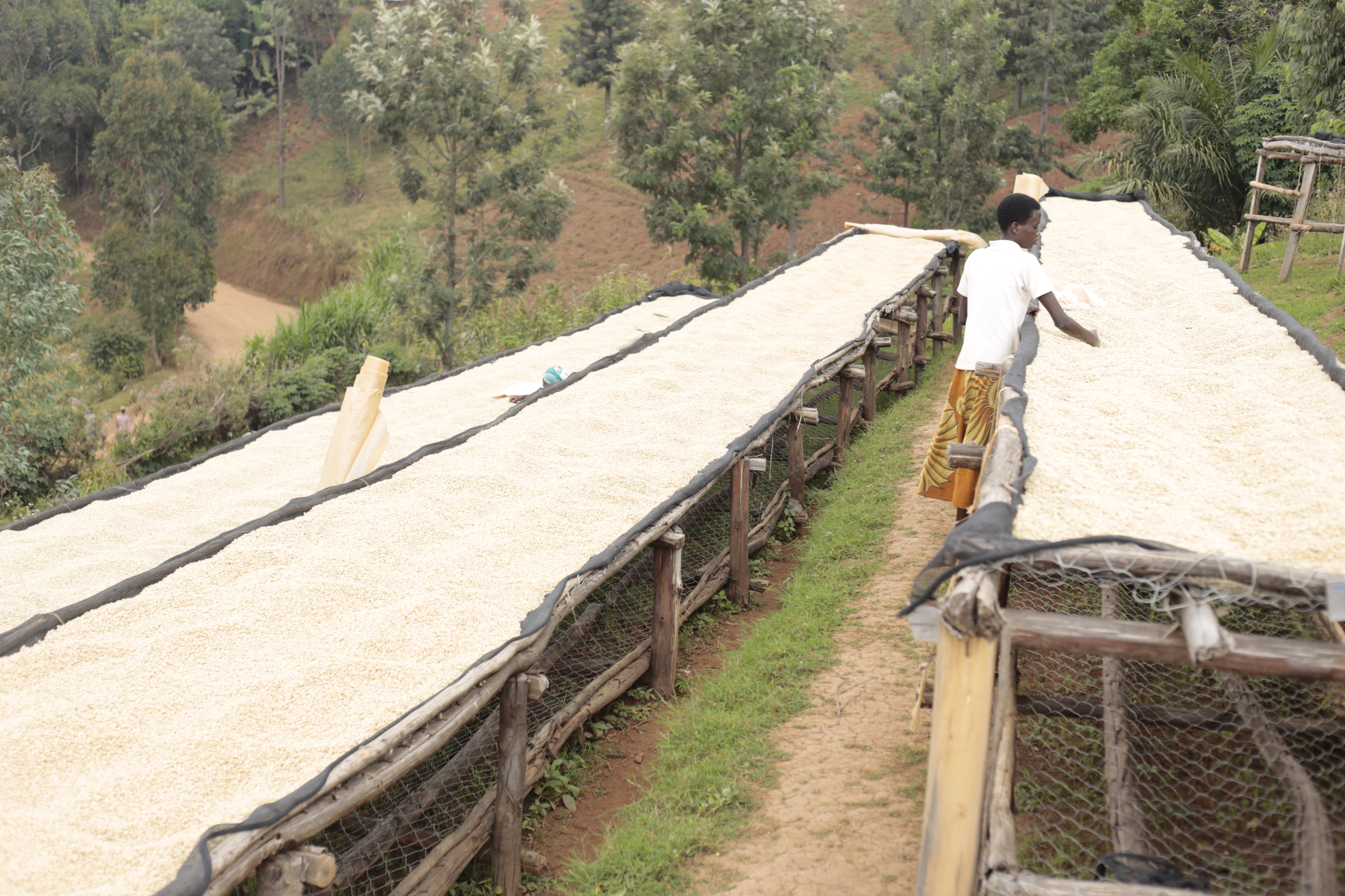 Granos de café secándose en Camas africanas en la finca masenga en migoti hill en Burundi 