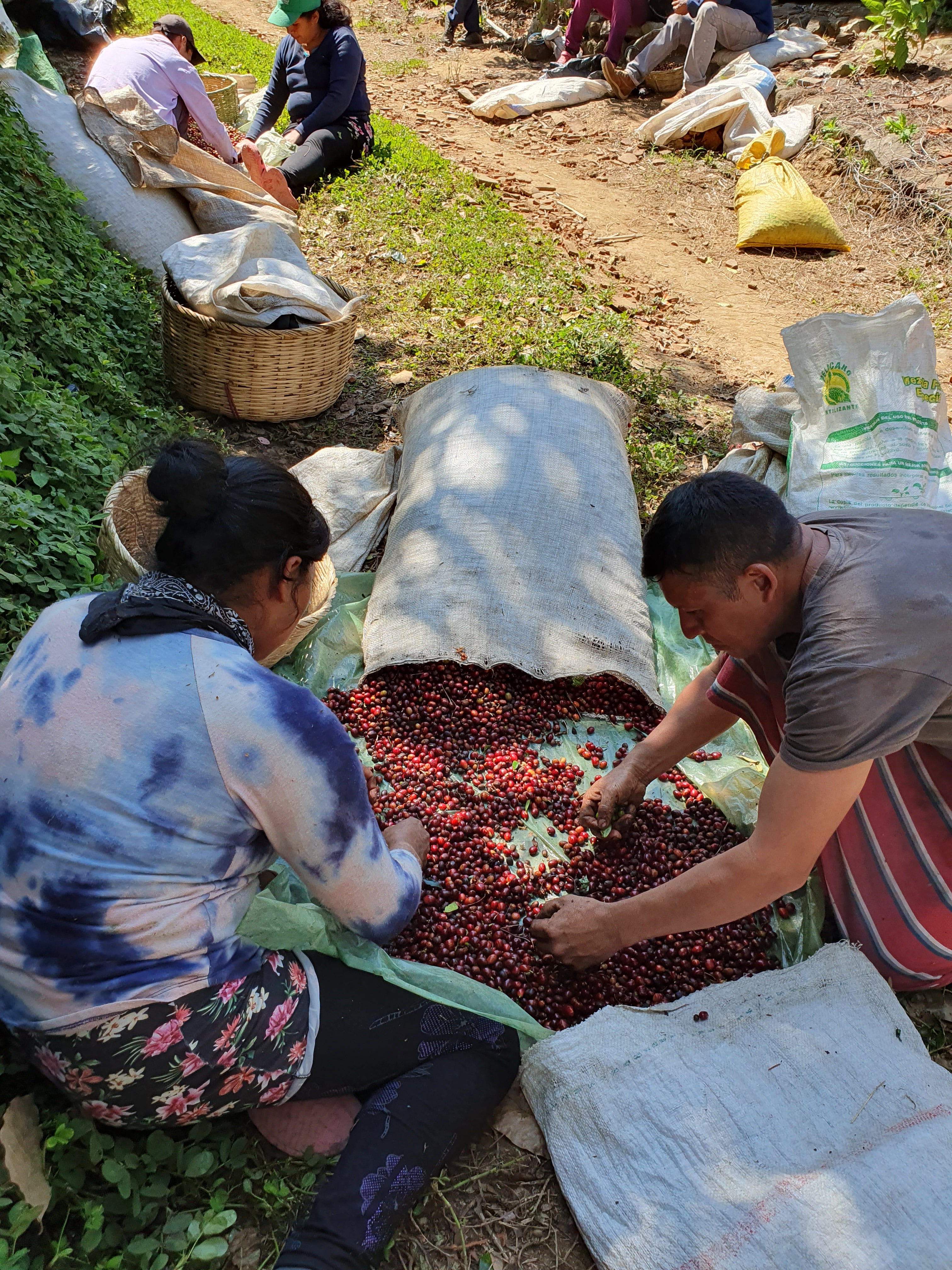 Agricultores de El Salvador seleccionando las cerezas de café en la finca de miravalles 
