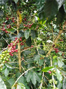Arbusto de café de la variedad geisha en la finca la mina en Colombia en la región de quindio 