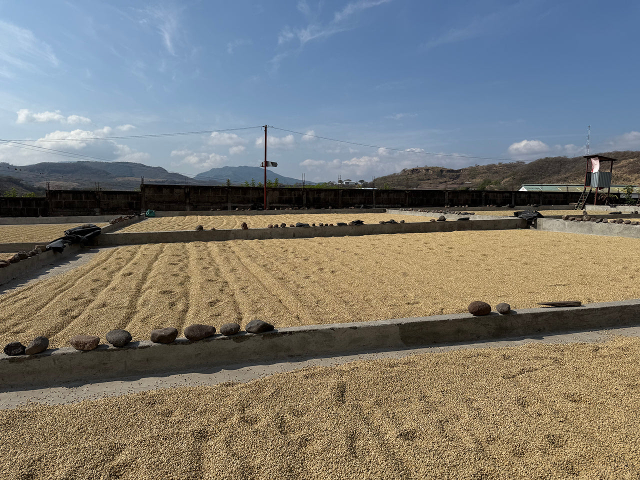 Patios de secado en Nicaragua, finca los papales 