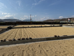 Patios de secado en Nicaragua, finca los papales 