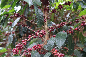 Arbusto de café con cerezas maduras listas para recolectar en honduras, finca la bendición 