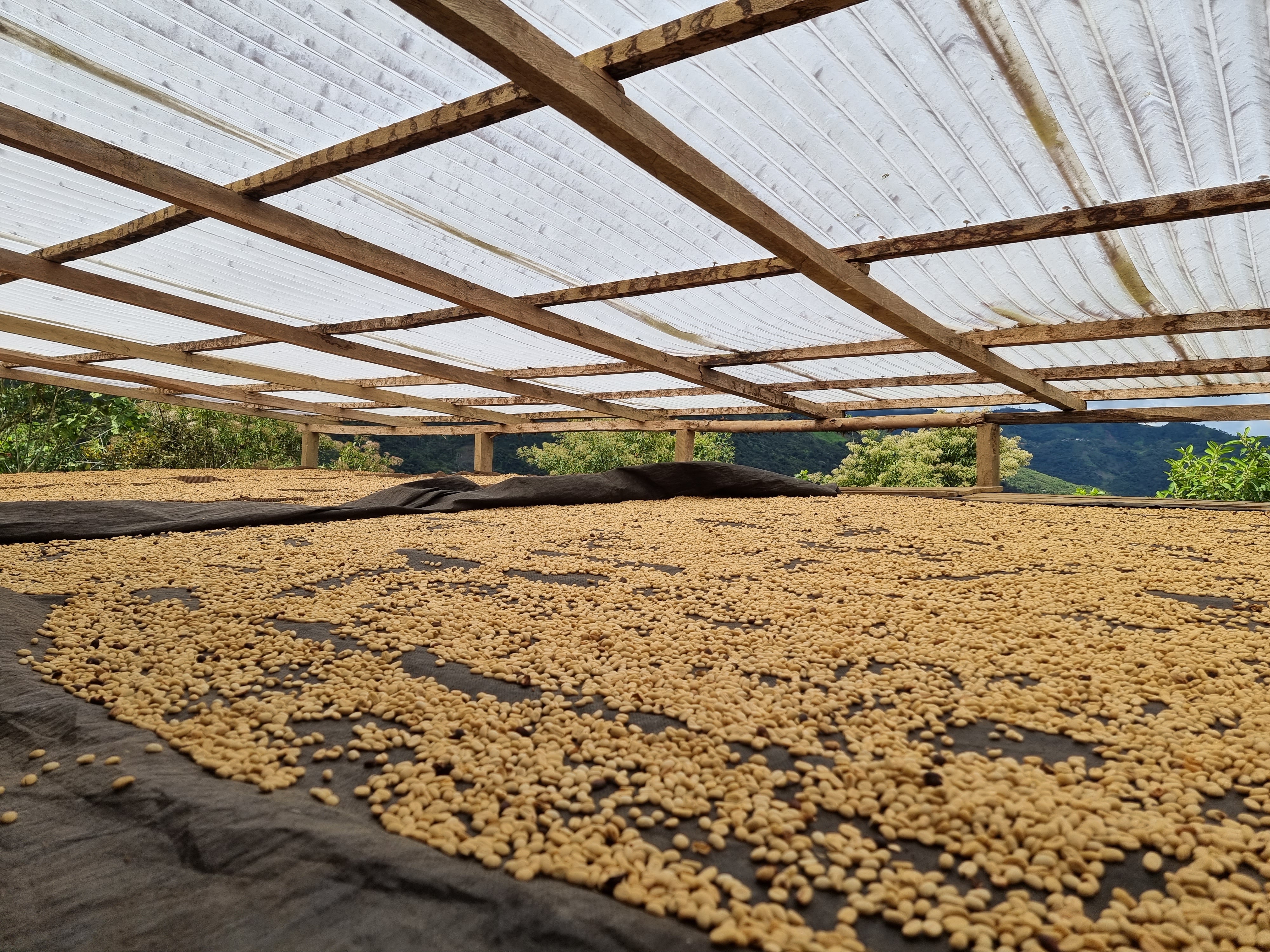 Granos de café en pergamino, secándose en peru, finca las vistas 